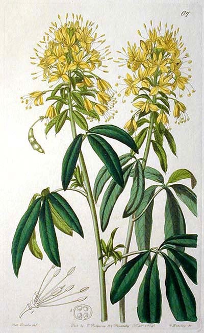 Item #000305 Golden Cleome -- Hand-Colored Engraving from Sydenham Edwards' Botanical Register 1841. Sarah Ann Drake, G. Barclay.