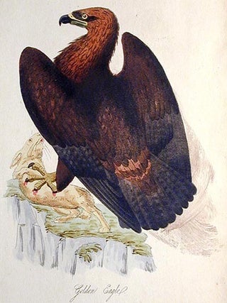 The Feathered Tribes of the British Islands