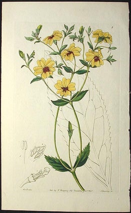 Item #002011 Broad-Leaved Euthales/Euthales Macrophylla [Hand-colored Copperplate Engraving from...