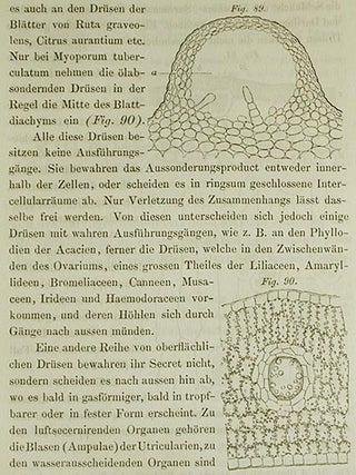 Anatomie und Physiologie der Pflanzen; Mit 139 in den Text eingedruckten Holzschnitten