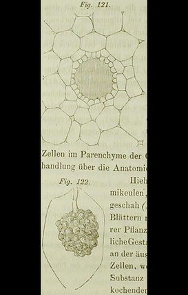 Anatomie und Physiologie der Pflanzen; Mit 139 in den Text eingedruckten Holzschnitten