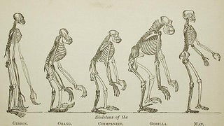 Man's Place in Nature and Other Anthropological Essays