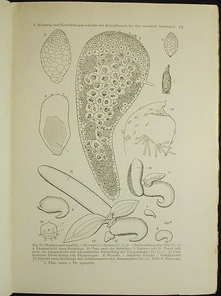 Samenkeimung der Orchideen und Entwicklung ihrer Keimpflanzen, mit einem anhang über praktische Orchideenanzucht; mit 186 Abbildungen im Text