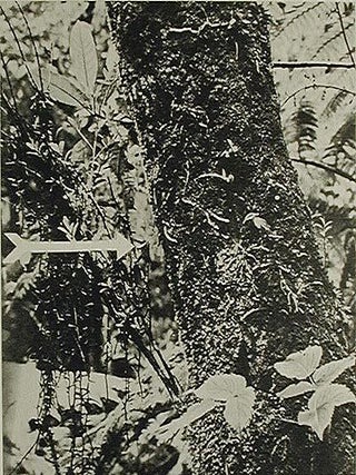 Samenkeimung der Orchideen und Entwicklung ihrer Keimpflanzen, mit einem anhang über praktische Orchideenanzucht; mit 186 Abbildungen im Text