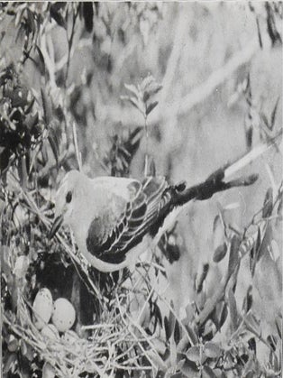 Life Histories of North American Flycatchers, Larks, Swallows, and Their Allies: Order Passeriformes