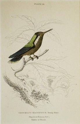 Item #004841 Trochilus Magnificus, Young Male (Magnificent Humming Bird) Native of Brazil [matted...