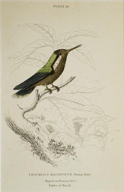 Item #004841 Trochilus Magnificus, Young Male (Magnificent Humming Bird) Native of Brazil [matted hand-colored steel engraving from Sir William Jardine's The Naturalist's Library]. William H. Lizars.