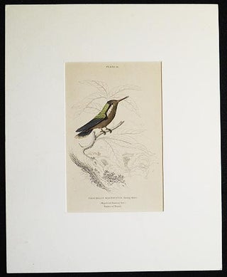 Trochilus Magnificus, Young Male (Magnificent Humming Bird) Native of Brazil [matted hand-colored steel engraving from Sir William Jardine's The Naturalist's Library]