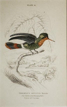 Item #004842 Trochilus Ornatus, Female (The Tufted-neck Humming-Bird) Native of Cayenne [matted...