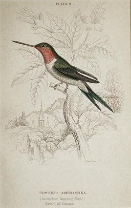 Item #004843 Trochilus Amethystina (Amethystine Humming-Bird) Native of Guiana [matted...