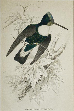 Item #004844 Bourcieria Torquata [matted hand-colored steel engraving of a hummingbird from Sir...