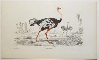 Item #004846 Autruche [handcolored copperplate engraving from a painting of an ostrich]. Edouard...