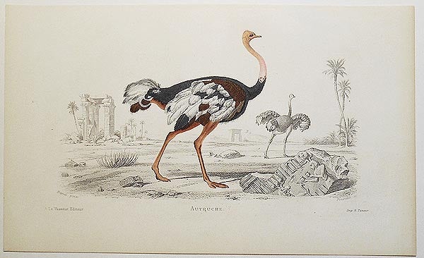 Item #004846 Autruche [handcolored copperplate engraving from a painting of an ostrich]. Edouard Travies.
