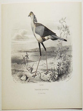 Item #004847 Serpentaire Reptilivore [handcolored copperplate engraving from a painting of an...