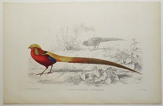 Item #004848 Faisan Dore Male [and] sa Femelle [handcolored copperplate engraving from a painting...