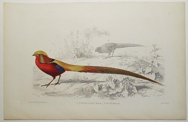 Item #004848 Faisan Dore Male [and] sa Femelle [handcolored copperplate engraving from a painting of a pheasant]. Edouard Travies.