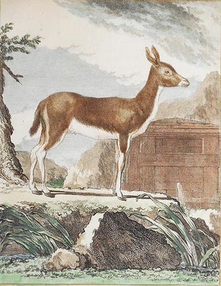 Item #004856 Le Ritbok Femelle [1 handcolored copperplate engraving of an antelope from Buffon's...
