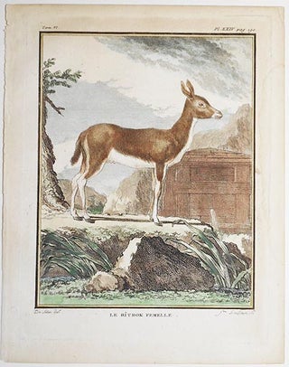 Le Ritbok Femelle [1 handcolored copperplate engraving of an antelope from Buffon's Histoire Naturelle]