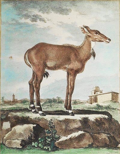 Item #004868 Le Nilgaut Femelle [1 handcolored copperplate engraving of an antelope Nilgaut (Boselaphus tragocamelus) from Buffon's Histoire Naturelle]. Jacques de Sève.