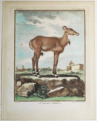 Le Nilgaut Femelle [1 handcolored copperplate engraving of an antelope Nilgaut (Boselaphus tragocamelus) from Buffon's Histoire Naturelle]