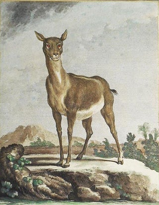 Item #004870 L'Antilope Femelle [1 handcolored copperplate engraving of an antelope from Buffon's...
