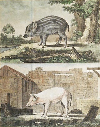 Item #004873 Le Marcassin [and] Le Cochon de Lait [1 handcolored copperplate engraving of a wild...