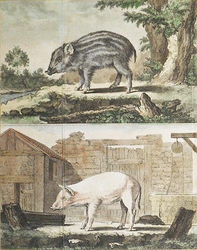Item #004873 Le Marcassin [and] Le Cochon de Lait [1 handcolored copperplate engraving of a wild boar and a domesticated pig from Buffon's Histoire Naturelle]. Jacques de Sève.