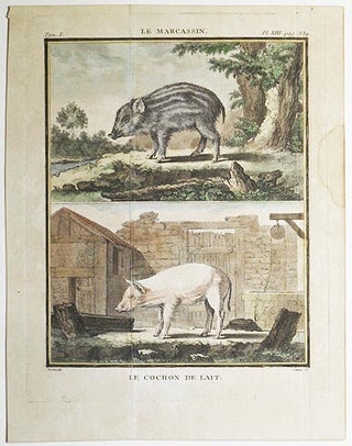 Le Marcassin [and] Le Cochon de Lait [1 handcolored copperplate engraving of a wild boar and a domesticated pig from Buffon's Histoire Naturelle]