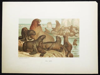Item #005036 Sea Lion [chromolithograph printed by L. Prang & Co
