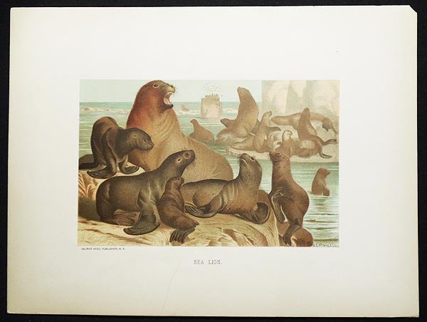 Item #005036 Sea Lion [chromolithograph printed by L. Prang & Co.]