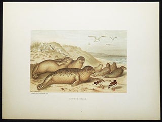 Item #005037 Common Seals [chromolithograph printed by L. Prang & Co