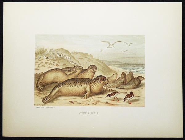 Item #005037 Common Seals [chromolithograph printed by L. Prang & Co.]