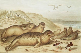 Common Seals [chromolithograph printed by L. Prang & Co.]