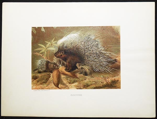 Item #005038 Porcupine [chromolithograph printed by L. Prang & Co.]