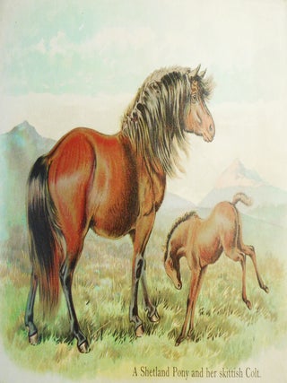 Father Tuck's Animal Pictures (Father Tuck's "Pictureland" Series)