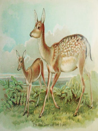Father Tuck's Animal Pictures (Father Tuck's "Pictureland" Series)