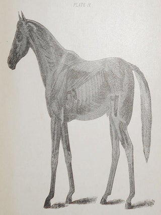 Horses, Saddles and Bridles by Captain William H. Carter, Sixth Cavalry, U. S. Army