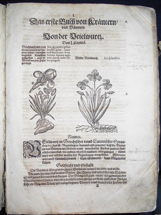 Kreutterbuch Jetz Hochgelehrten und Weither&uuml;hmbten Herrn D. Petri Andreae Matthioli