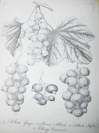 The Horticulturist, and Journal of Rural Art and Rural Taste: Devoted to Horticulture, Landscape Gardening, Rural Architecture, Botany, Pomology, Entomology, Rural Economy, &c.; Edited by P. Barry -- vol. 4, New Series -- Jan. to Dec. 1854