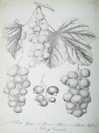 The Horticulturist, and Journal of Rural Art and Rural Taste: Devoted to Horticulture, Landscape Gardening, Rural Architecture, Botany, Pomology, Entomology, Rural Economy, &c.; Edited by P. Barry -- vol. 4, New Series -- Jan. to Dec. 1854