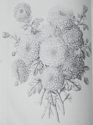 The Horticulturist and Journal of Rural Art and Rural Taste: Devoted to Horticulture, Landscape Gardening, Rural Architecture, Botany, Pomology, Entomology, Rural Economy, &c.; Conducted by P. Barry and J. Jay Smith -- New Series vol. 5 -- Jan. to Dec. 1855
