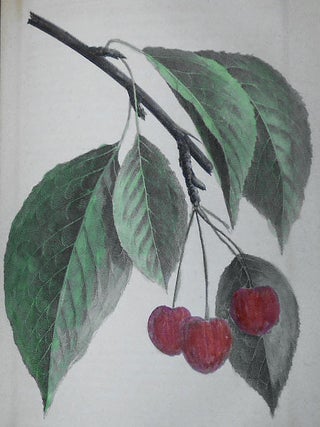 The Horticulturist and Journal of Rural Art and Rural Taste: Devoted to Horticulture, Landscape Gardening, Rural Architecture, Botany, Pomology, Entomology, Rural Economy, &c.; Conducted by P. Barry and J. Jay Smith -- New Series vol. 5 -- Jan. to Dec. 1855