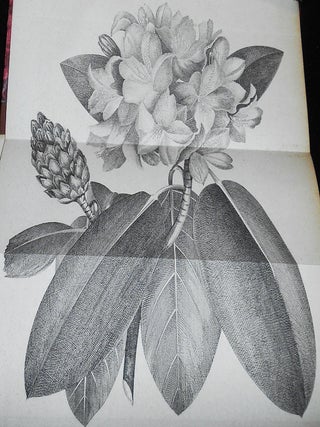 The Horticulturist and Journal of Rural Art and Rural Taste: Devoted to Horticulture, Landscape Gardening, Rural Architecture, Botany, Pomology, Entomology, Rural Economy, &c.; Conducted by J. Jay Smith -- New Series vol. 6 -- Jan. to Dec. 1856