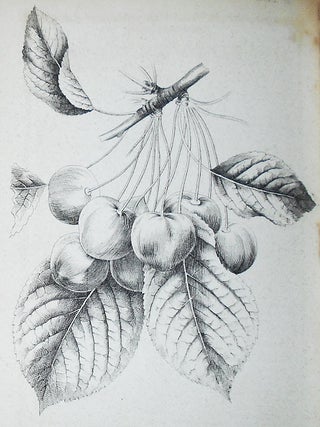 The Horticulturist and Journal of Rural Art and Rural Taste: Devoted to Horticulture, Landscape Gardening, Rural Architecture, Botany, Pomology, Entomology, Rural Economy, &c.; Conducted by J. Jay Smith -- New Series vol. 6 -- Jan. to Dec. 1856