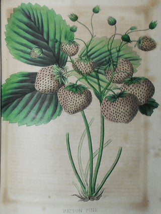 The Horticulturist and Journal of Rural Art and Rural Taste: Devoted to Horticulture, Landscape Gardening, Rural Architecture, Botany, Pomology, Entomology, Rural Economy, &c.; Conducted by J. Jay Smith -- New Series vol. 7 -- Jan. to Dec. 1857