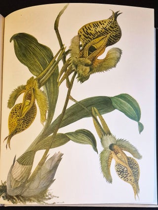 Orchids; Text by J. Oplt; Illustrations by J. Kaplicka